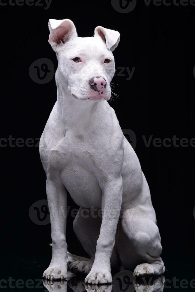 Studio shot of an adorable mixed breed dog photo