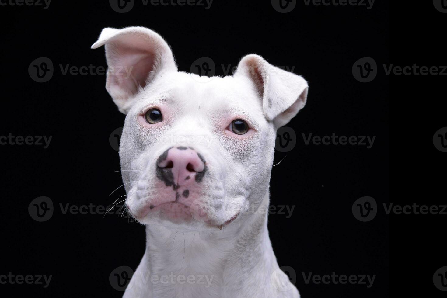 Portrait of an adorable mixed breed dog photo