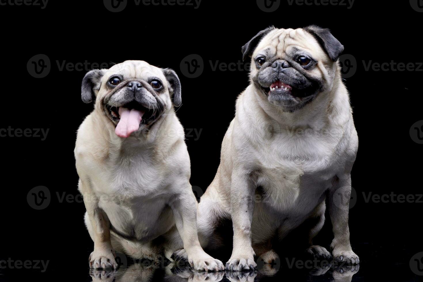 Studio shot of two adorable Mops or Pug photo