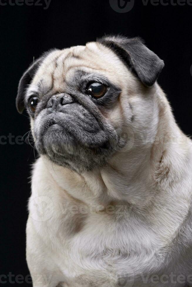 retrato de un adorable trapeadores o doguillo foto