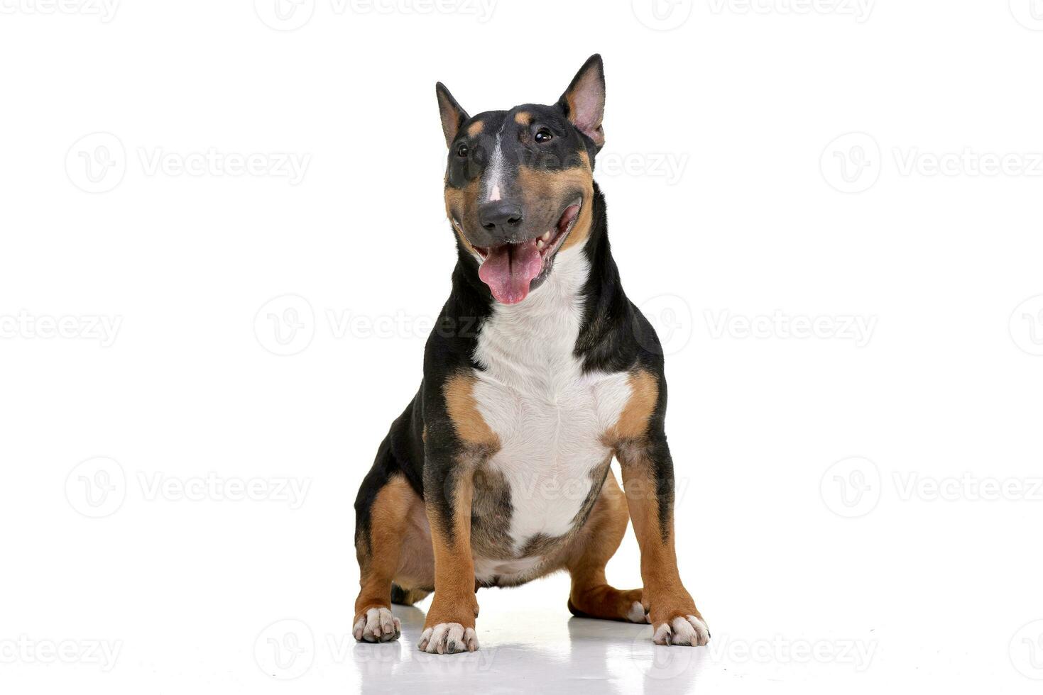 Studio shot of an adorable Bull terrier photo