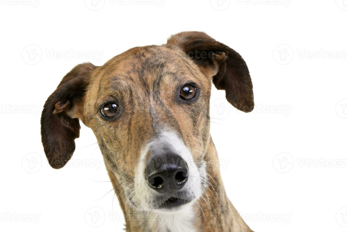 Portrait of an adorable hungarian agar magyar agr photo