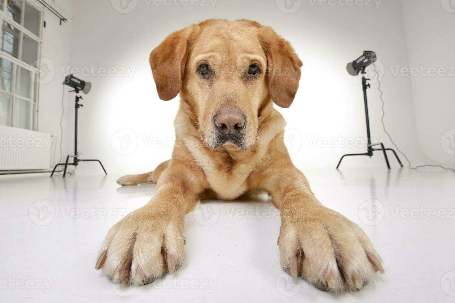 Studio shot of an adorable Golden Retriever photo