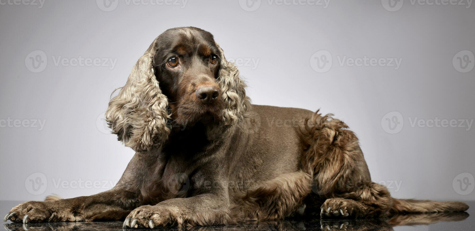 Studio shot of an adorable English Cocker Spaniel photo