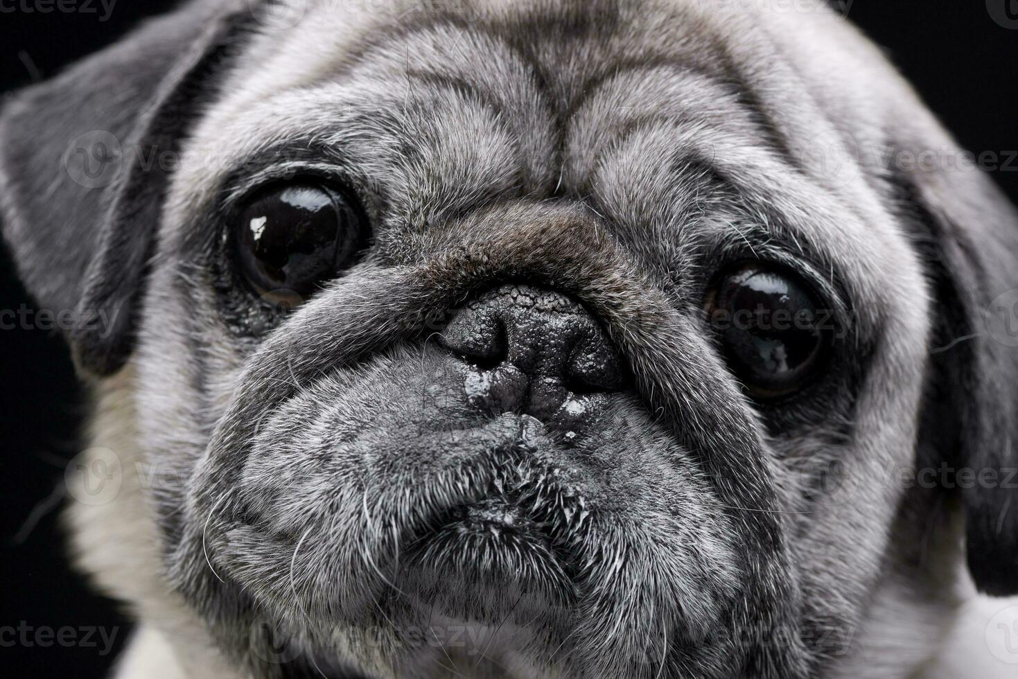 retrato de un adorable trapeadores o doguillo foto