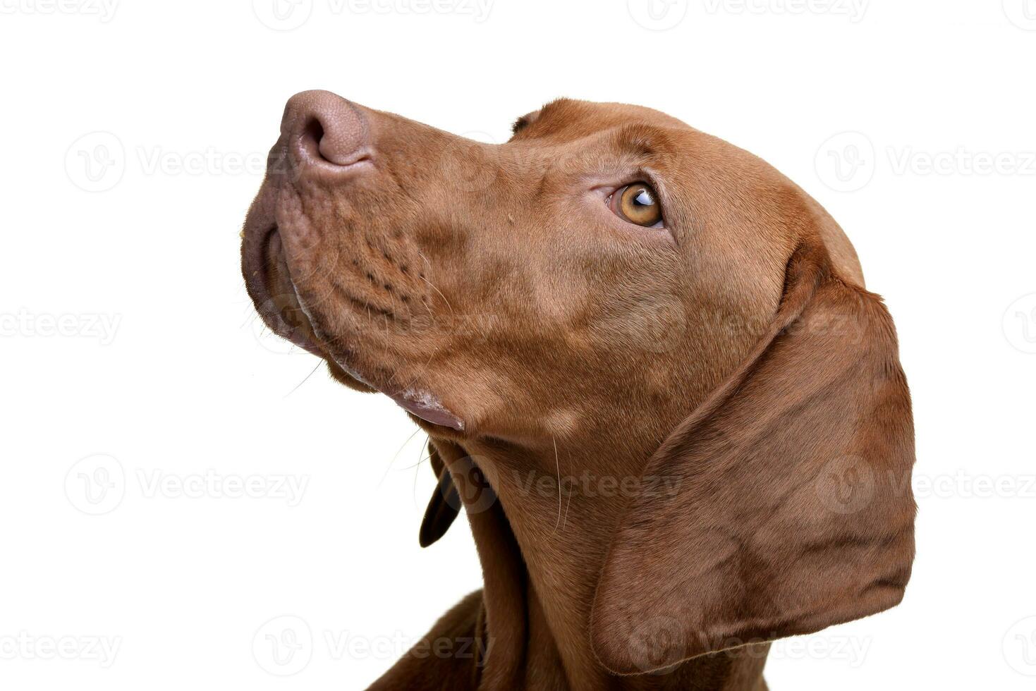 Portrait of an adorable hungarian vizsla photo