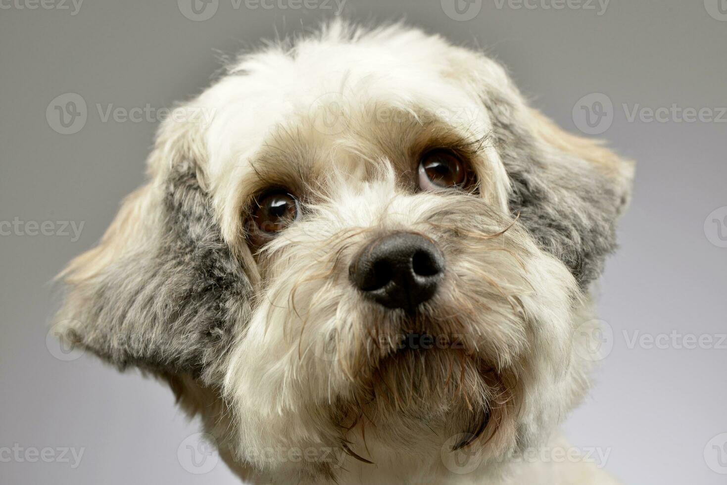 Portrait of an adorable mixed breed dog photo