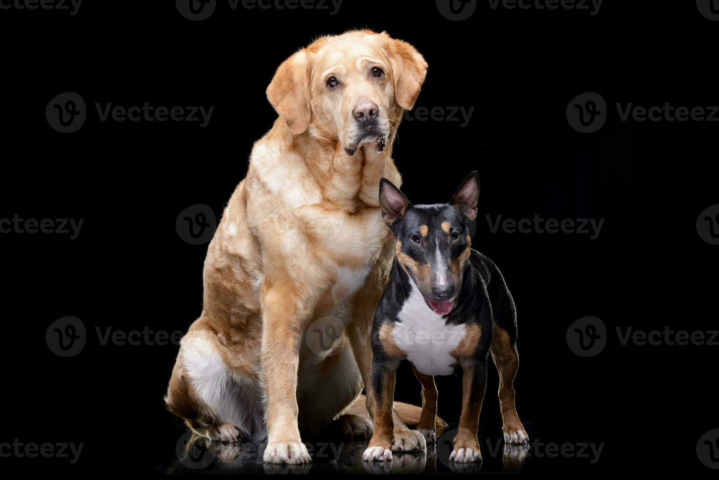 Studio shot of an adorable Golden Retriever and a Bull terrier photo
