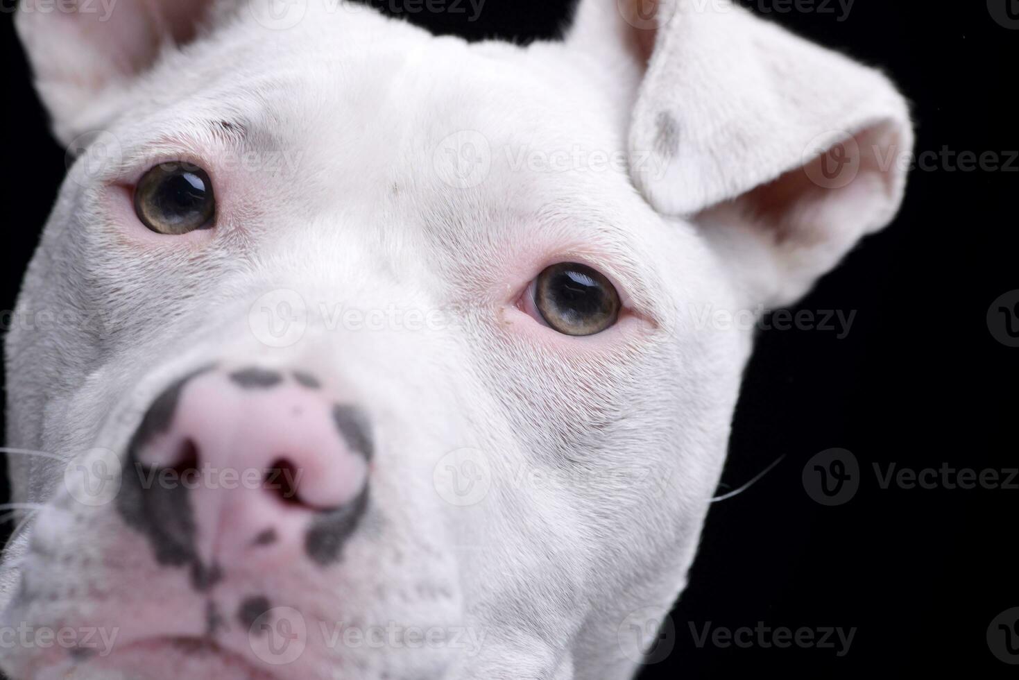 Close portrait of an adorable mixed breed dog photo