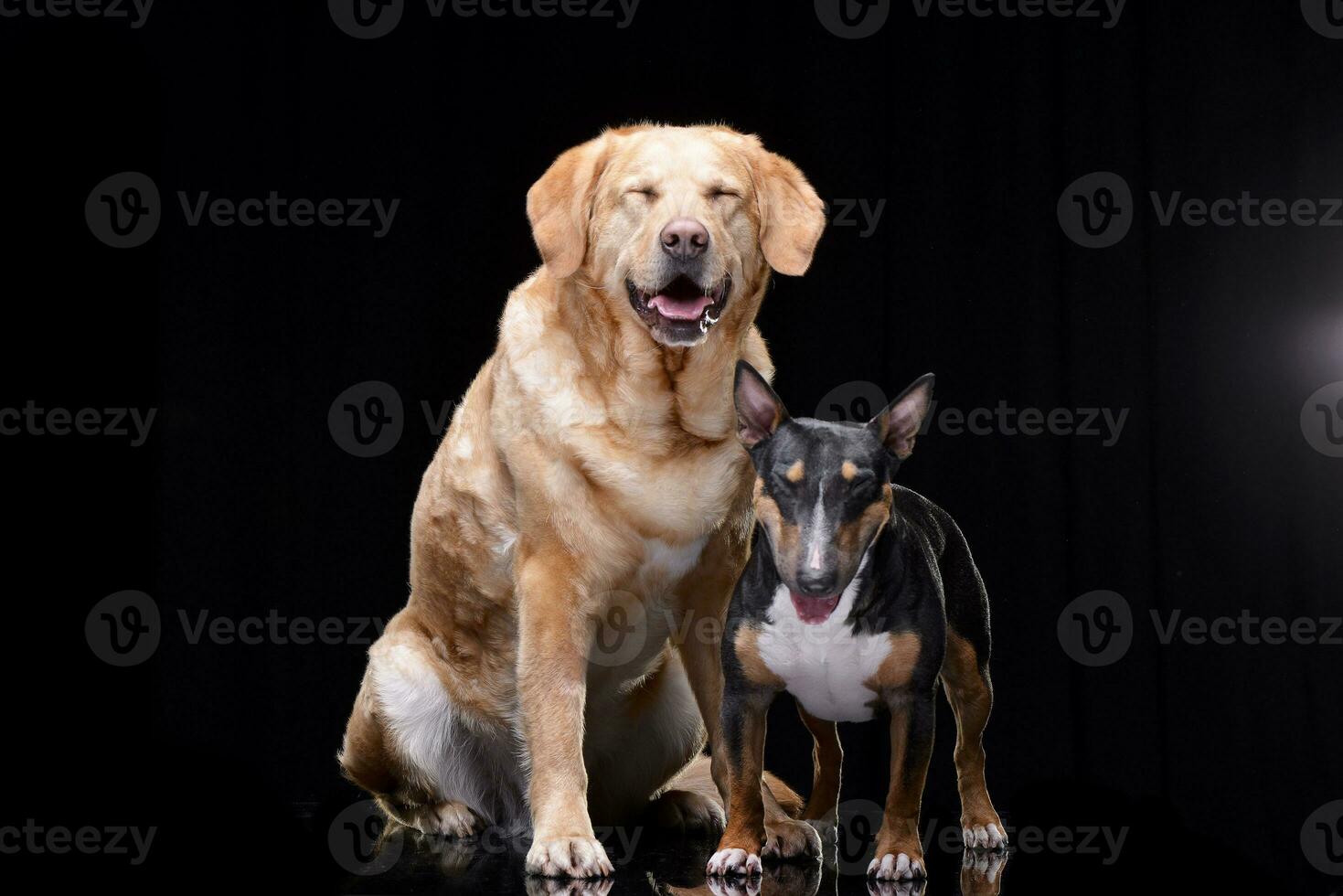 Studio shot of an adorable Golden Retriever and a Bull terrier photo