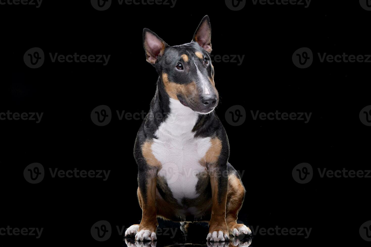 Studio shot of an adorable Bull terrier photo