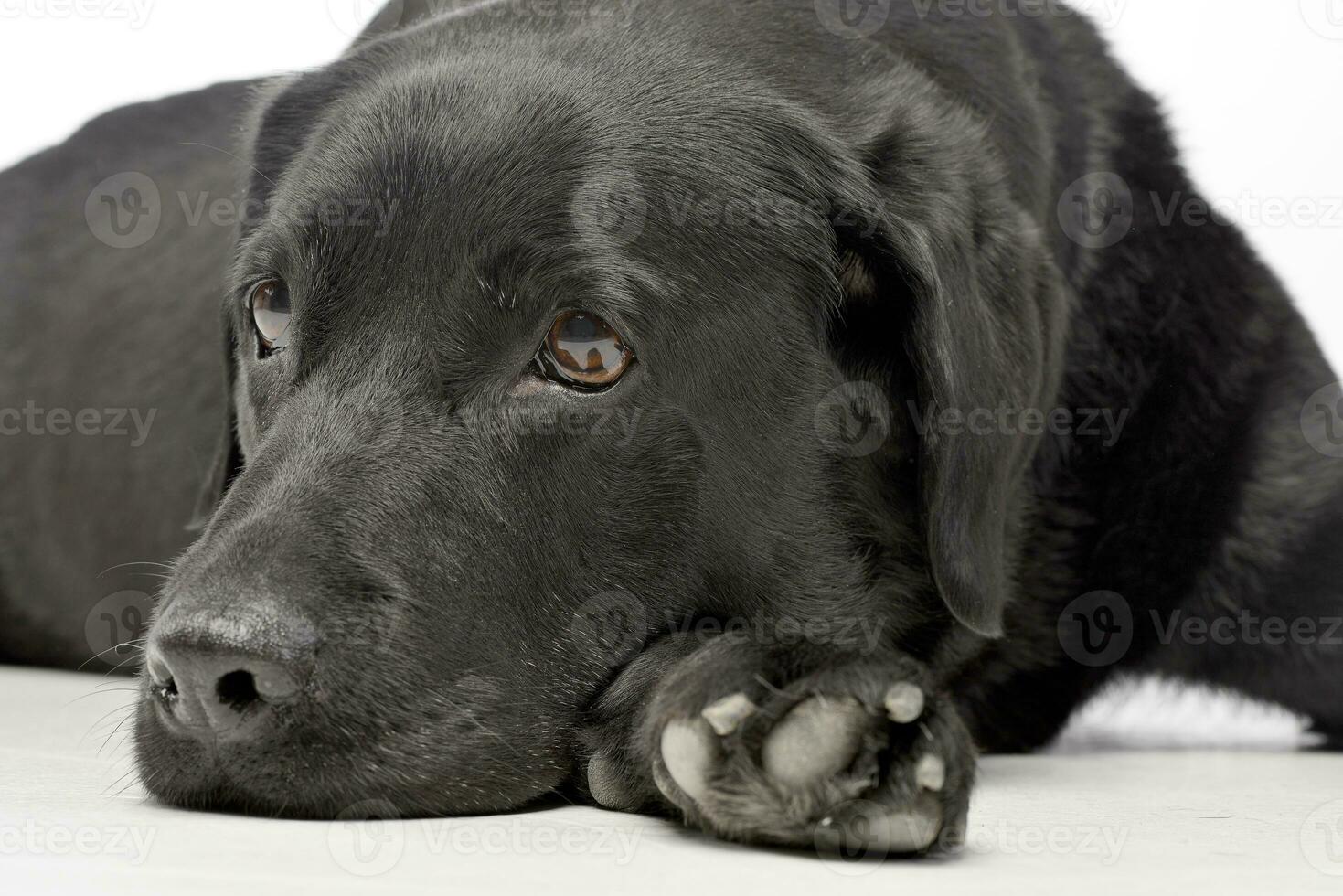 Studio shot of an adorable Labrador retriever photo