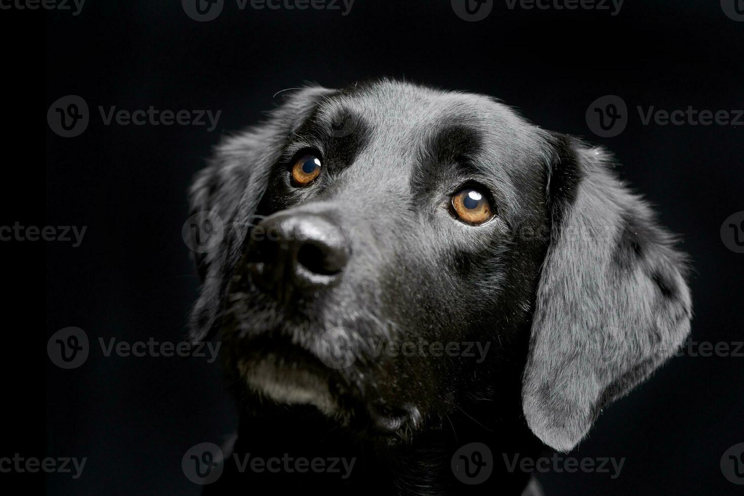 retrato de un adorable mezclado raza perro foto