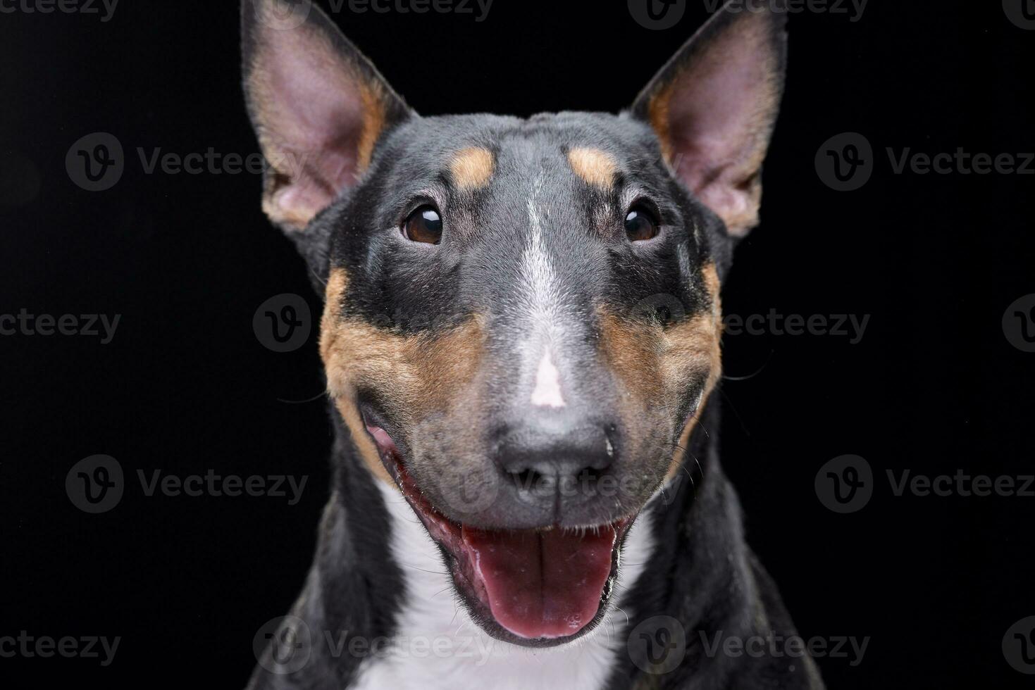 Portrait of an adorable Bull terrier photo