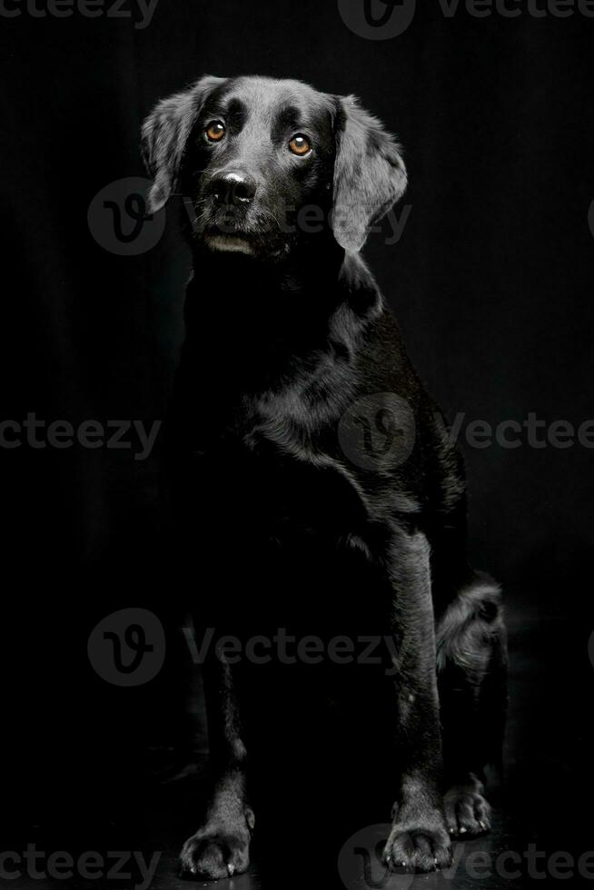 Studio shot of an adorable mixed breed dog photo