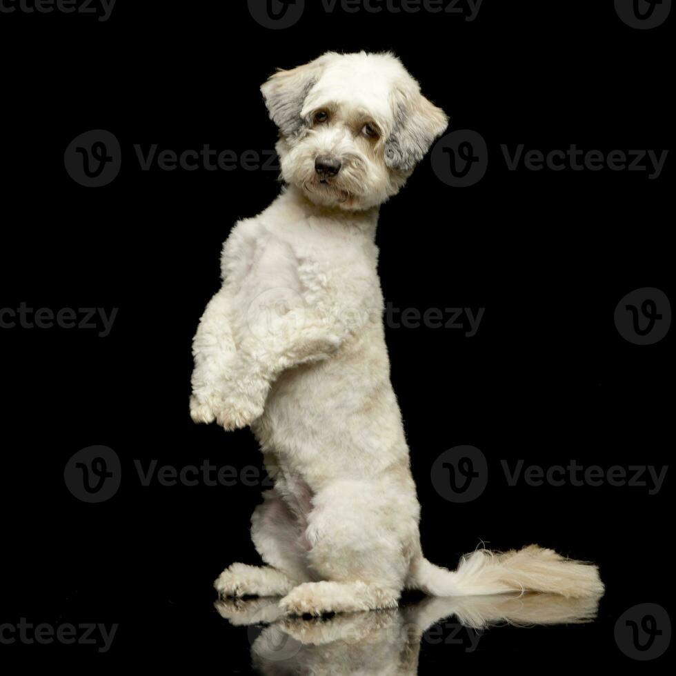 An adorable mixed breed dog standing on two legs photo