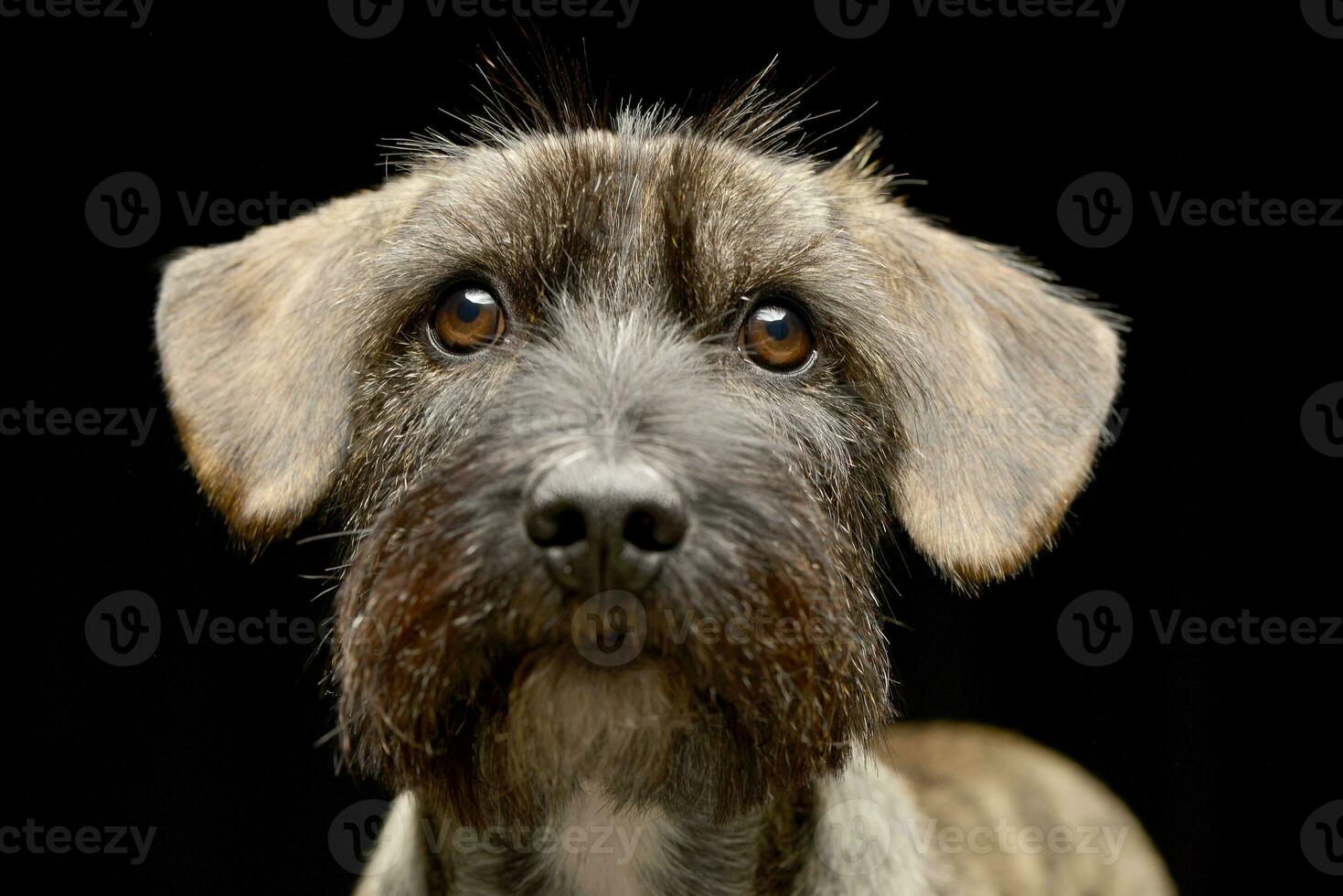 retrato de un adorable mezclado raza perro foto