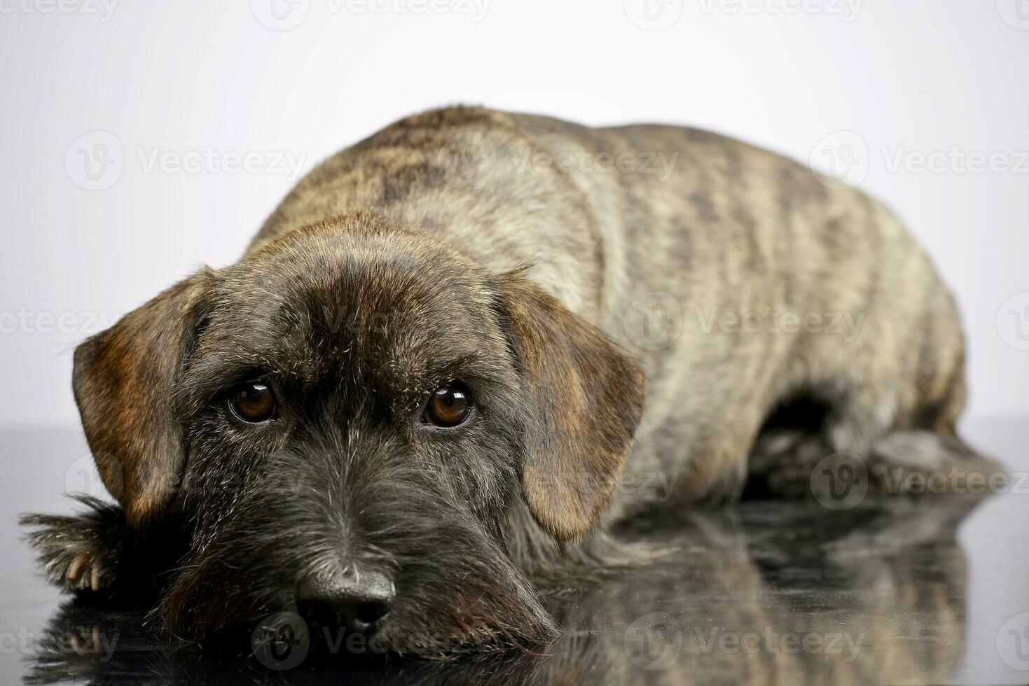 estudio Disparo de un adorable mezclado raza perro foto