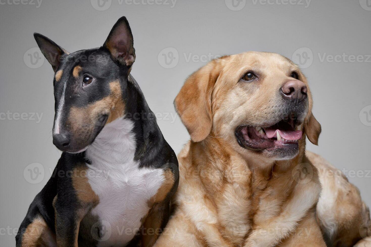 Studio shot of an adorable Bull terrier and a Golden Retriever photo
