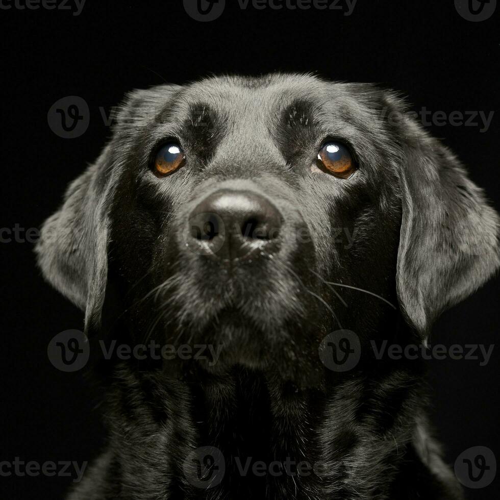 retrato de un adorable Labrador perdiguero foto