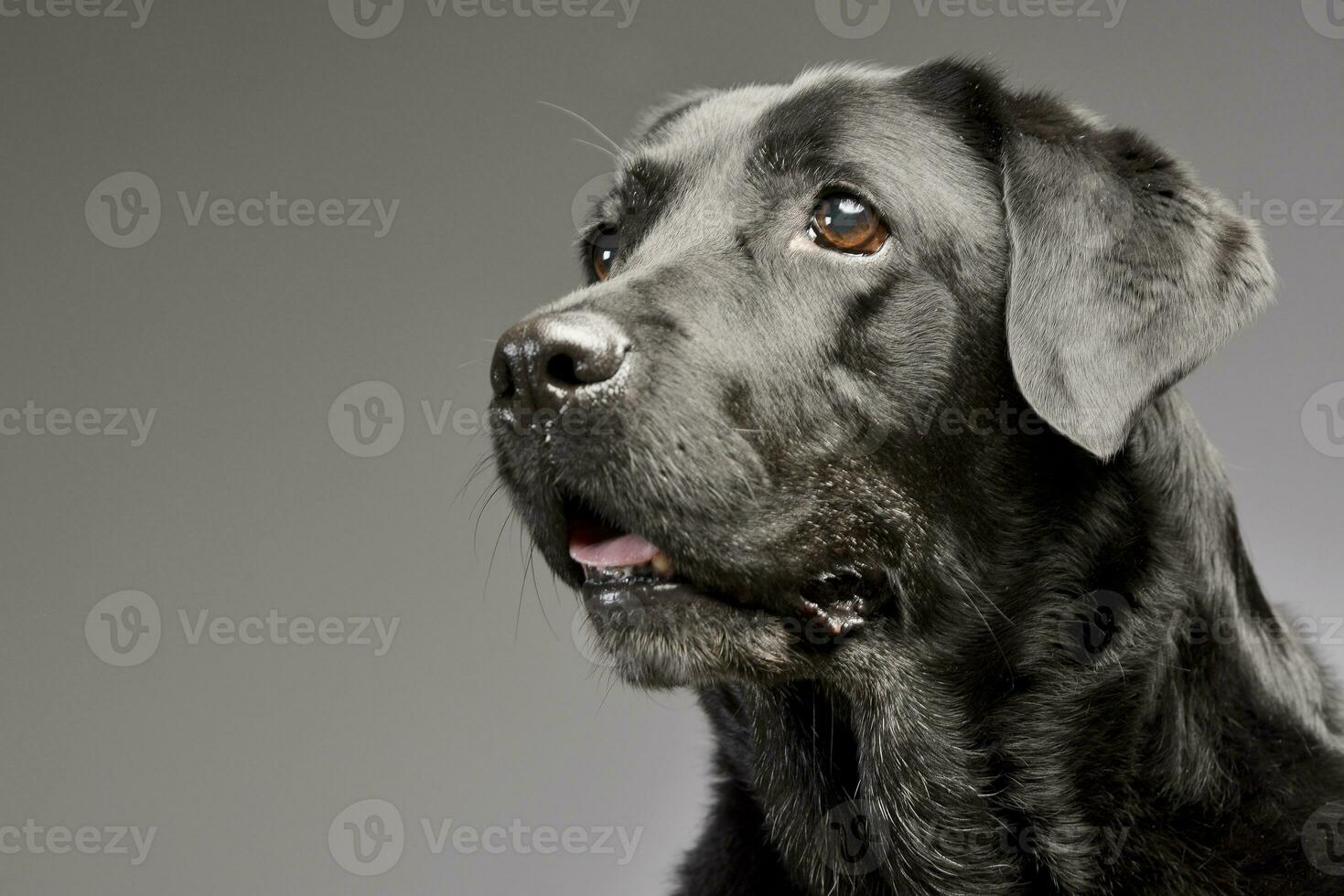 Portrait of an adorable Labrador retriever photo