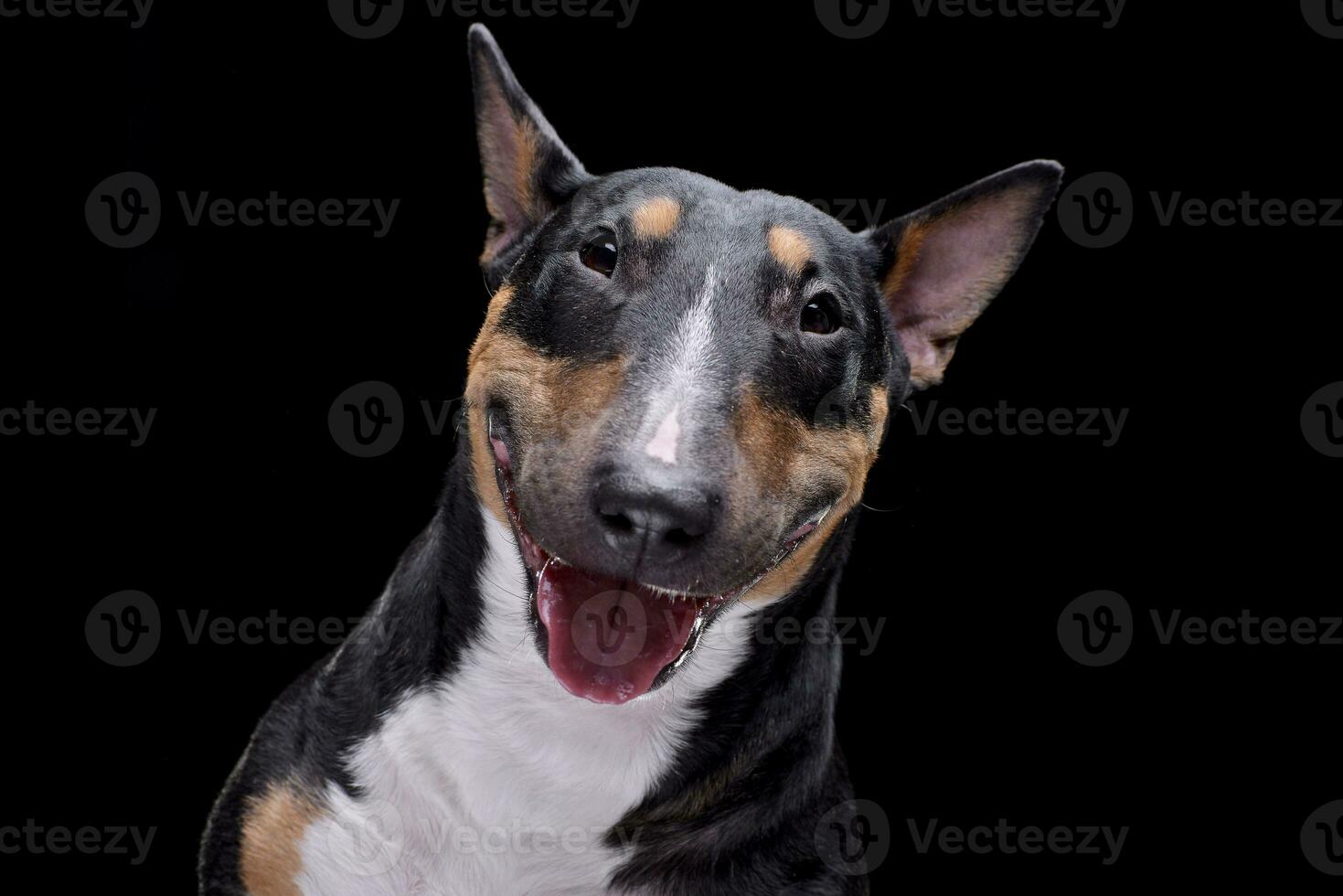 Portrait of an adorable Bull terrier photo
