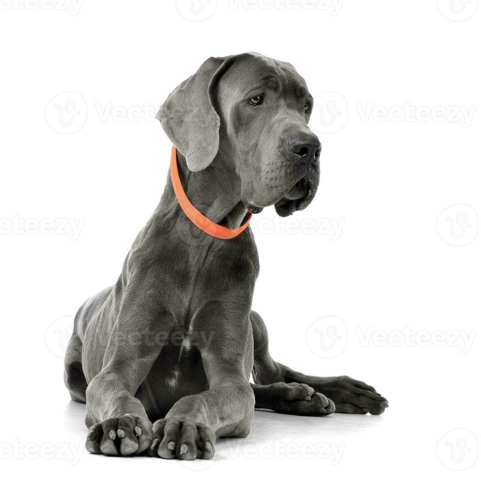 Studio shot of an adorable Great Dane photo