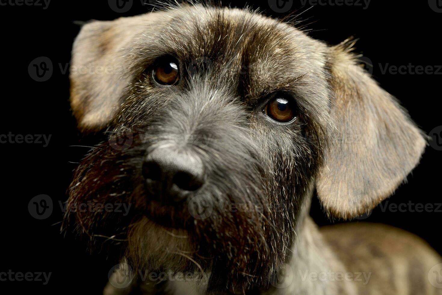 retrato de un adorable mezclado raza perro foto