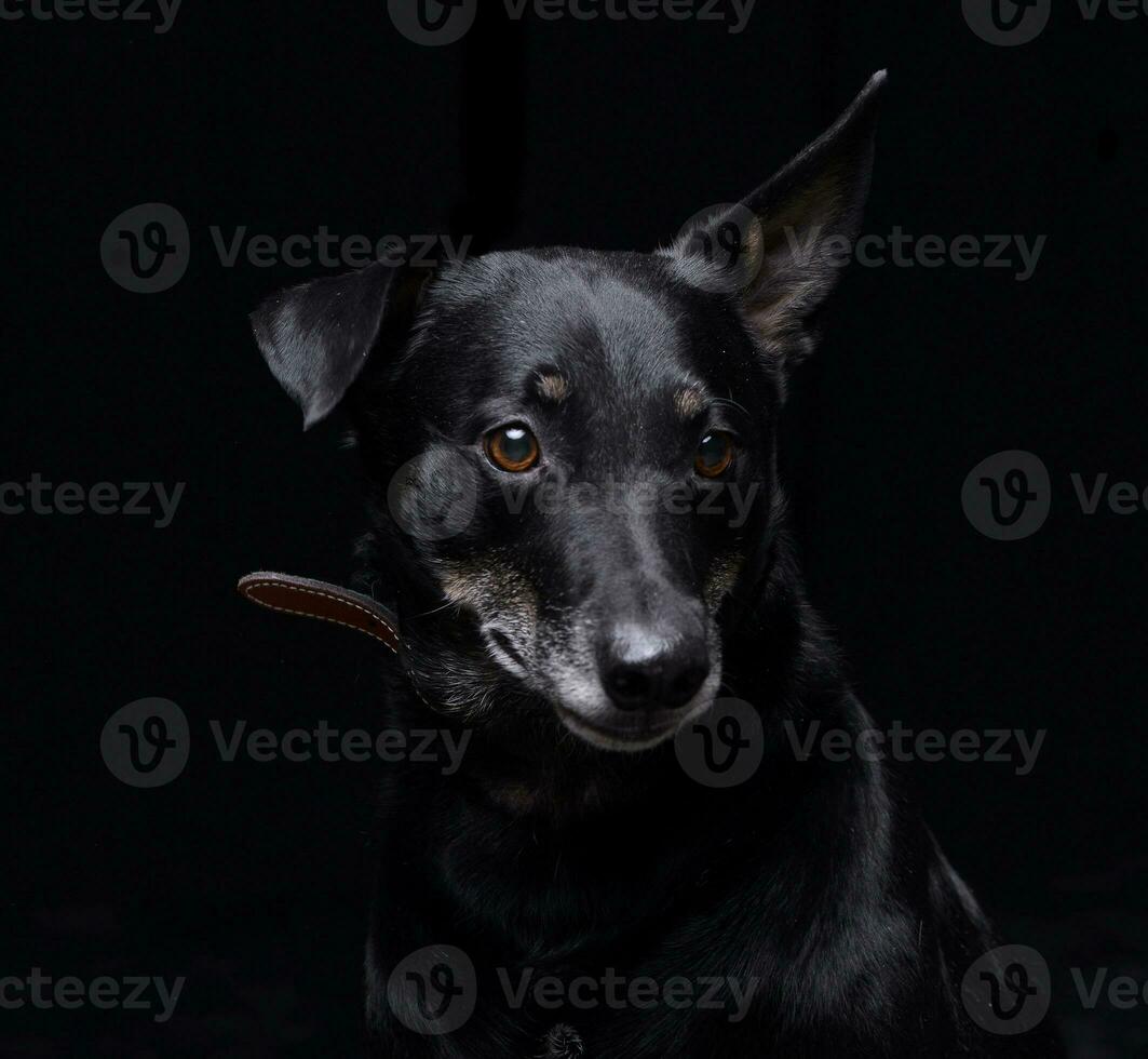 Studio shot of an adorable mixed breed dog photo