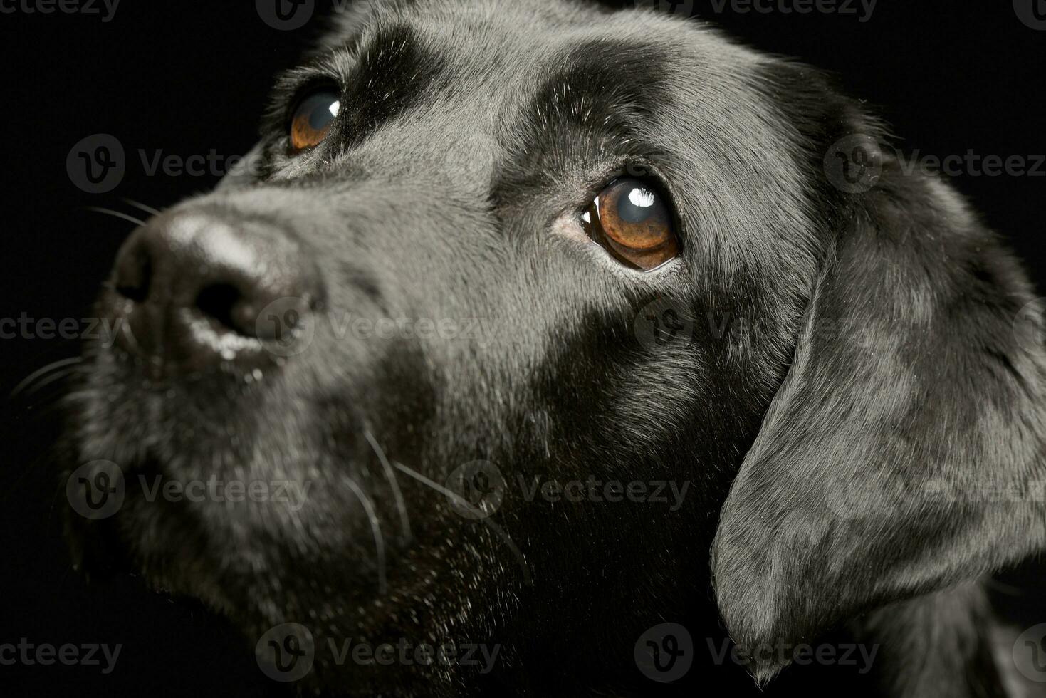 Portrait of an adorable Labrador retriever photo