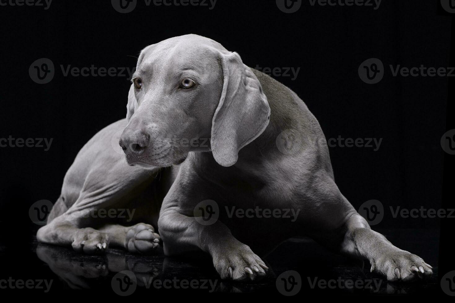 estudio Disparo de un adorable Weimaraner perro foto