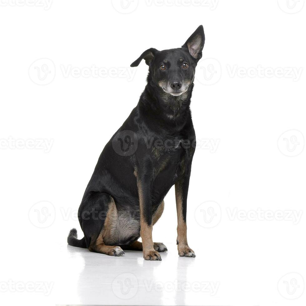 Studio shot of an adorable mixed breed dog photo