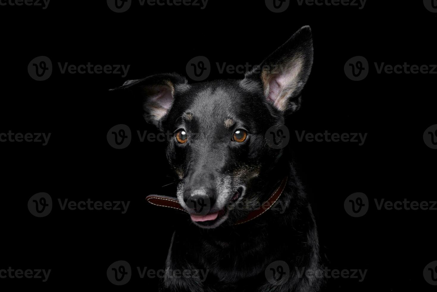 Studio shot of an adorable mixed breed dog photo