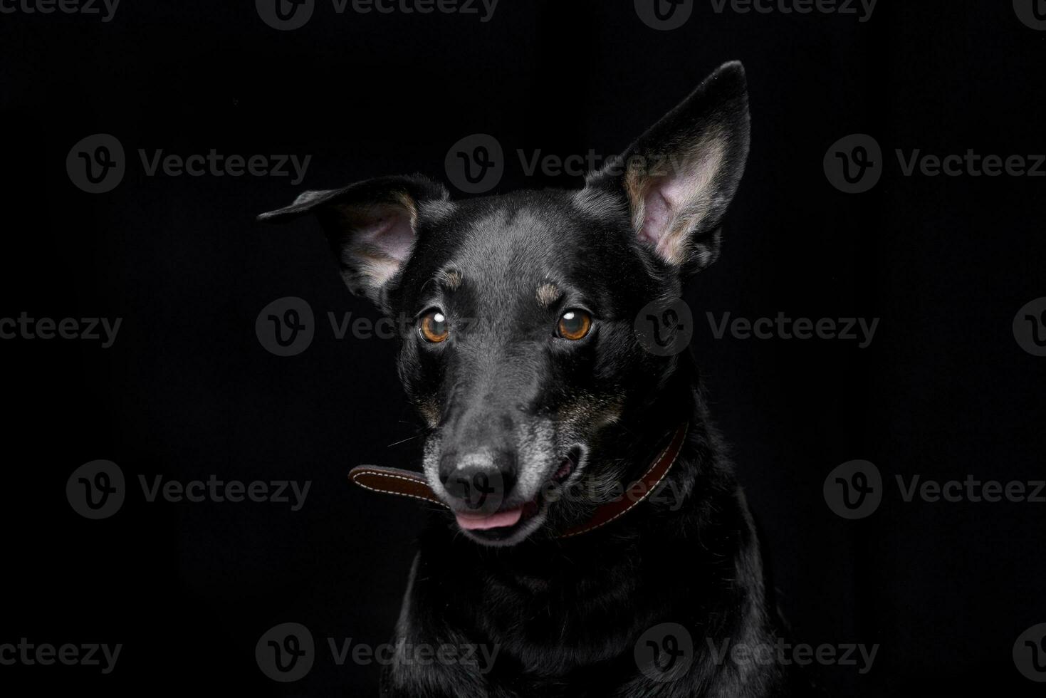 Portrait of an adorable mixed breed dog photo