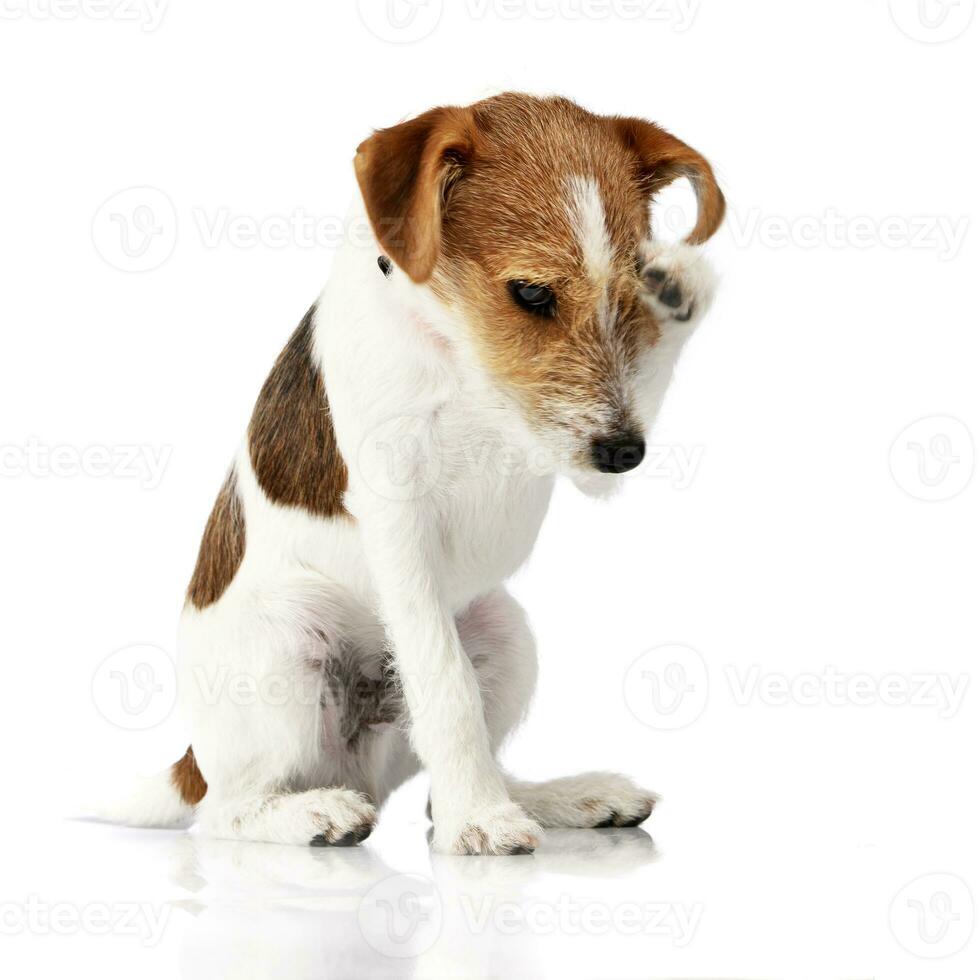 An adorable Jack Russell Terrier scratching her head photo