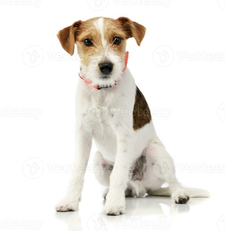 Studio shot of an adorable Jack Russell Terrier photo