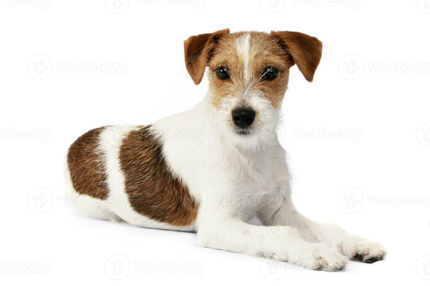 Studio shot of an adorable Jack Russell Terrier photo