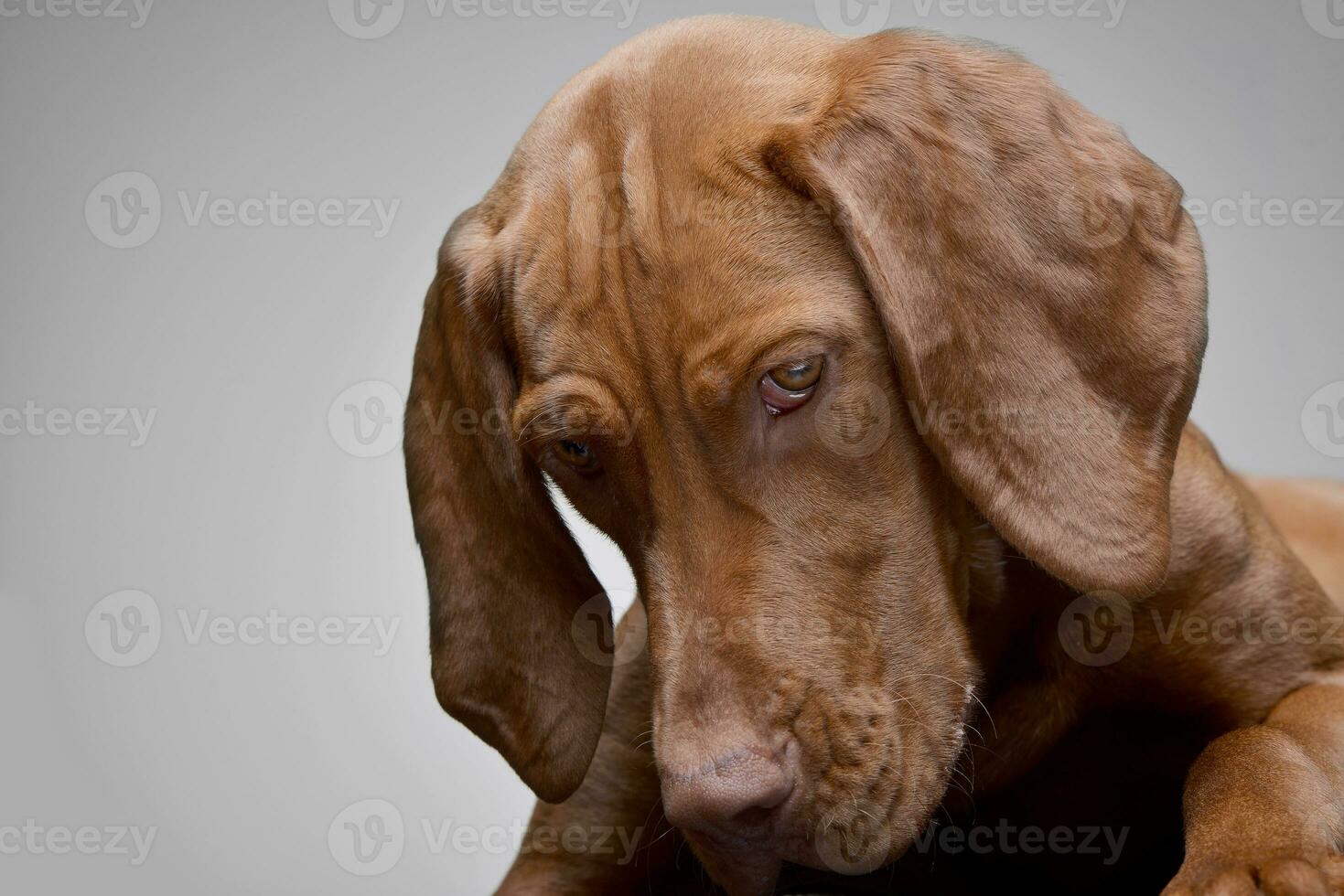 Portrait of an adorable hungarian vizsla photo