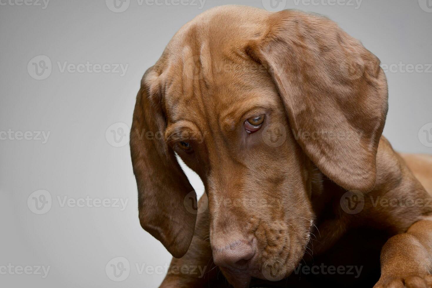 retrato de un adorable húngaro vizsla foto