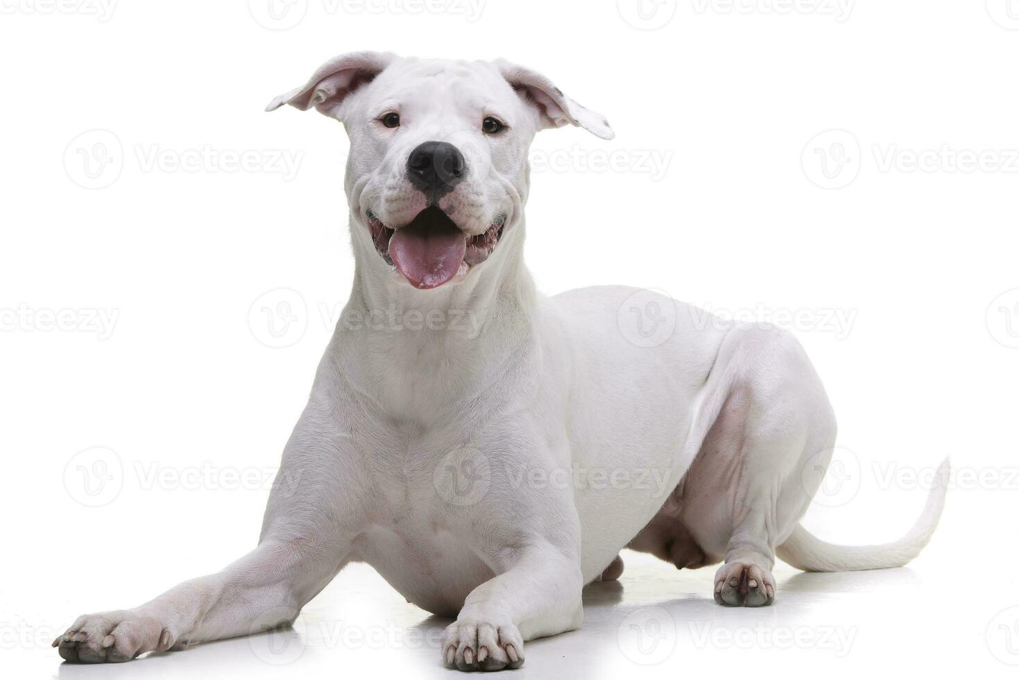 Studio shot of an adorable Dogo Argentino photo