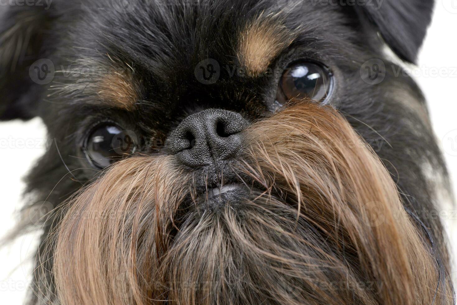 Portrait of an adorable Griffon Bruxellois photo
