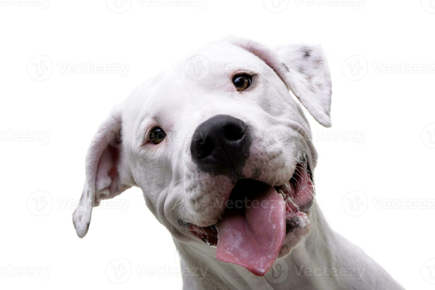 Portrait of an adorable Dogo Argentino photo