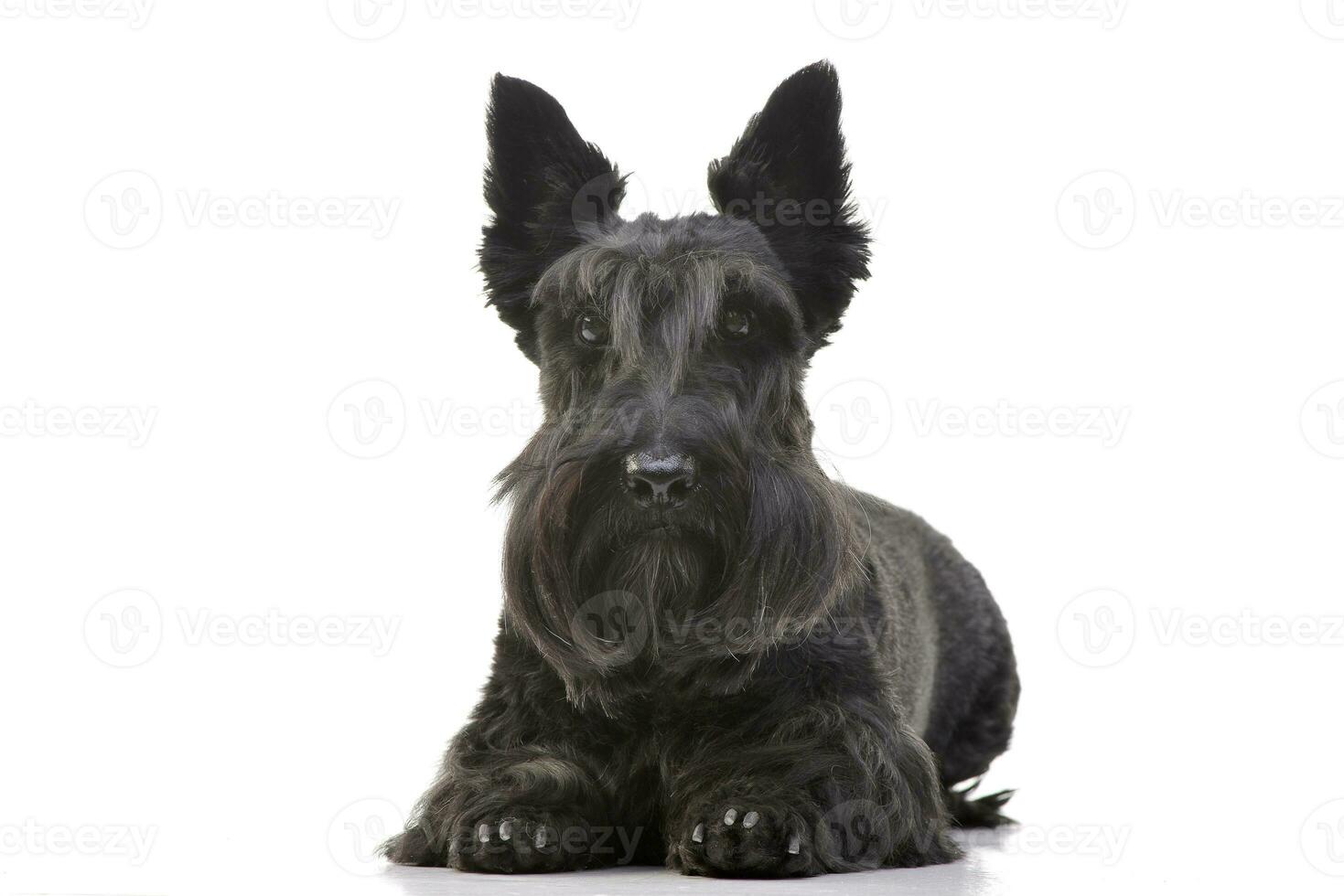 Studio shot of an adorable Scottish terrier photo