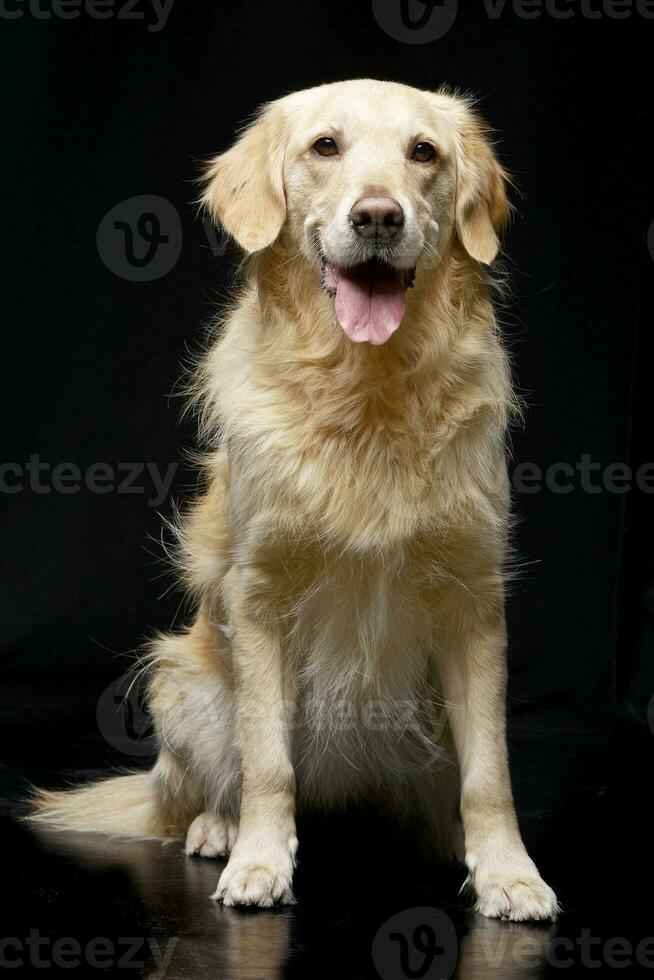 Studio shot of an adorable mixed breed dog photo