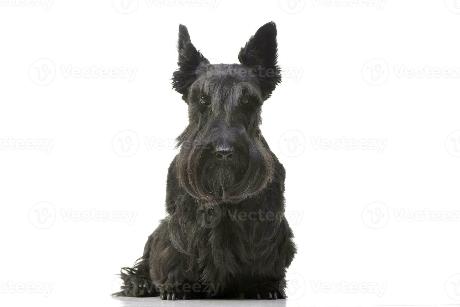 Studio shot of an adorable Scottish terrier photo