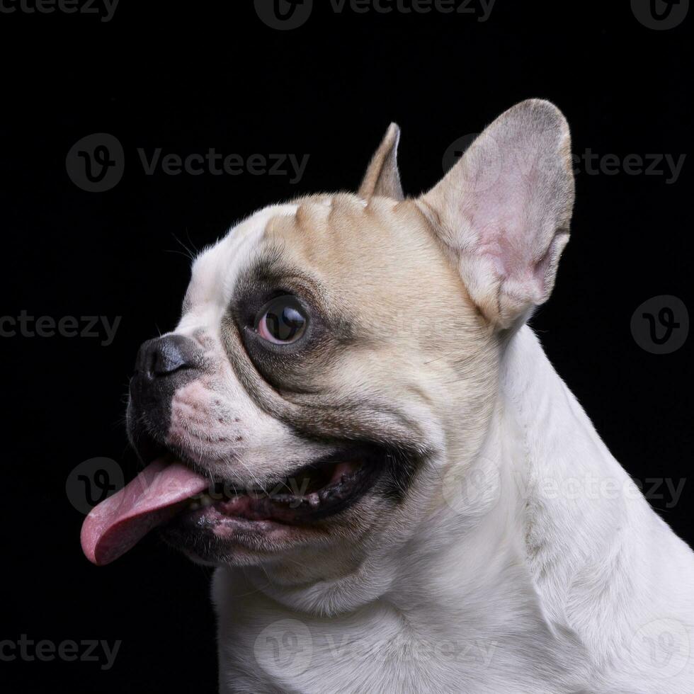 Portrait of an adorable French bulldog photo