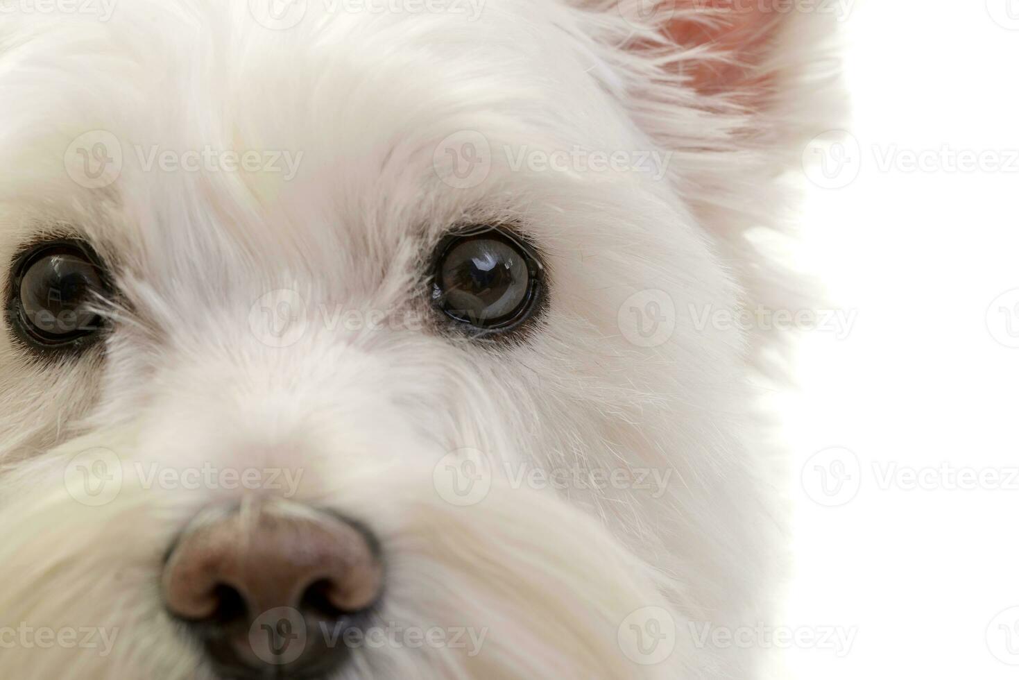 Portrait of an adorable West Highland White Terrier photo