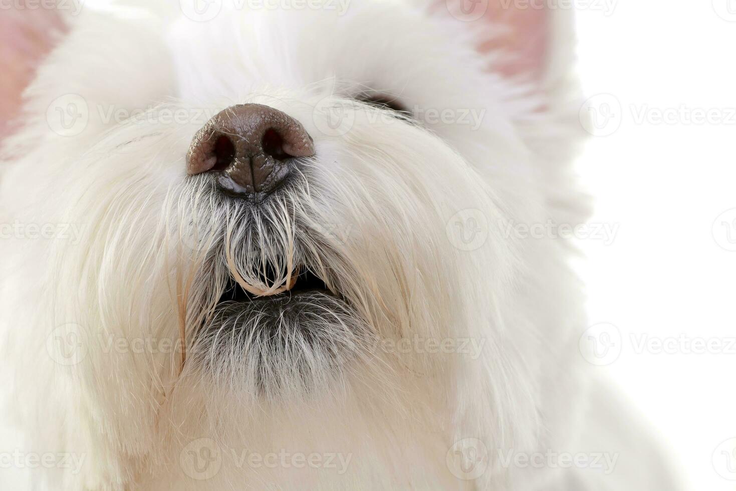 Portrait of an adorable West Highland White Terrier photo