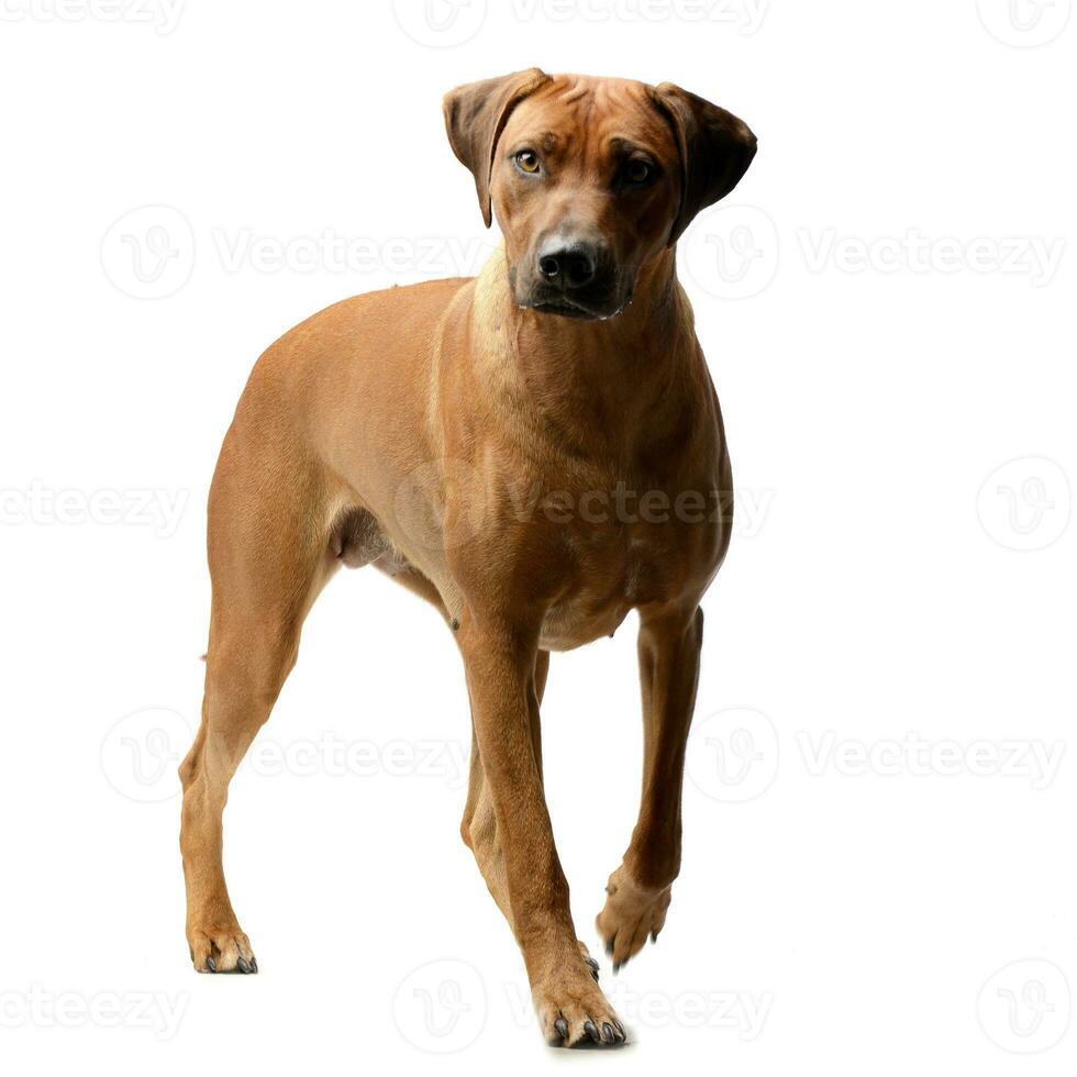Studio shot of an adorable Rhodesian ridgeback photo