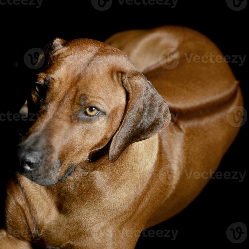 Studio shot of an adorable Rhodesian ridgeback photo